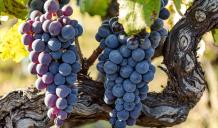 images/categorieimages/Nero D avola grape.jpg